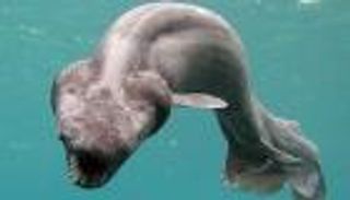 العثور على "مخلوق مخيف" قرب سواحل البرتغال