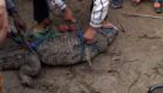 يستيقظ ليلاً ليجد تمساحاً تحت سريره