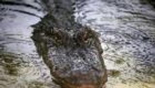 بالفيديو.. مغامر يقبّل رأس تمساح ضخم