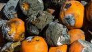 قطر تطعم شعبها أغذية إيرانية فاسدة