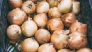 "البصل" ربما يكون السبب في مشكلات المعدة