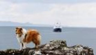 اقتناء كلب يقلل من خطر الوفاة بأمراض القلب