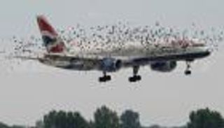 بالفيديو.. هجمات الطيور تكلف شركات الطيران مبالغ طائلة