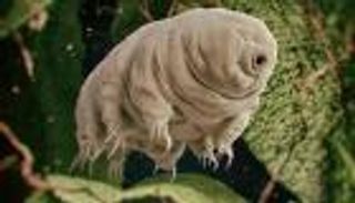 علماء: حشرات فضائية ربما وصلت الأرض