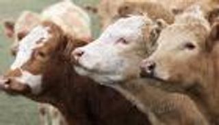 جنون البقر ينتقل للبشر عبر الجلد الملوث