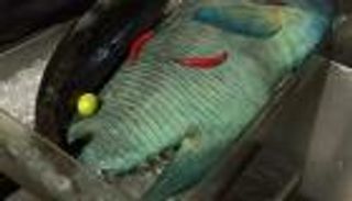  فندق مصري يعرض سمكة مهددة بالانقراض في مطعمه