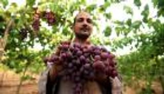 أوروبا تخفف قيود استيراد العنب المصري