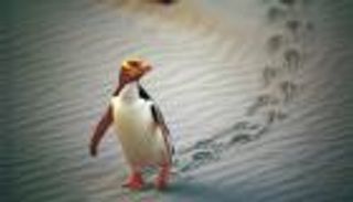 "ذو العيون الصفراء".. مخاوف من انقراض أندر بطريق في العالم