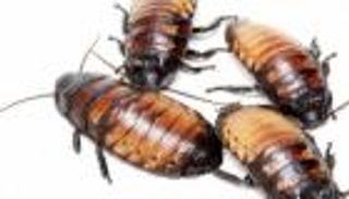 كريمات بشرة بالصراصير.. أعجوبة صينية