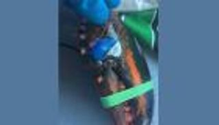 لغز علمي: سرطان بحر يحمل "وشما" بشعار بيبسي