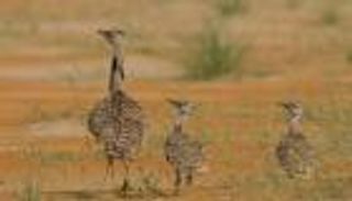 إطلاق 46 من طيور الحبارى احتفاءً باليوم الوطني