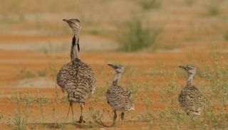 إطلاق 46 طائرا احتفاءً باليوم الوطني