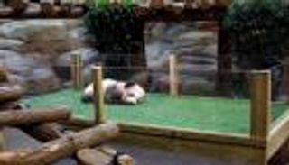  "دبلوماسية الباندا" تنجب أول مولود في فرنسا 