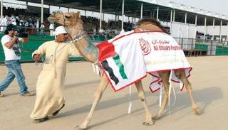 من عروض مهرجان الظفرة