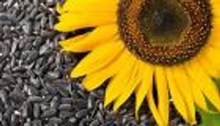 اللب السوري أو بذور عباد الشمس.. أضرار وفوائد