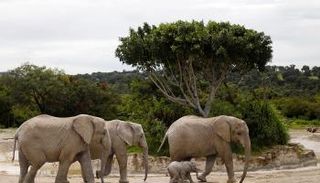 استعدادات لافتتاح سفاري دبي