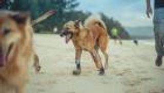 أول كلب في العالم بساقين اصطناعيتين