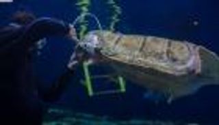 تقنية الطباعة ثلاثية الأبعاد تنقذ حياة سلحفاة