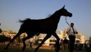 300 جواد يتنافسون على لقب الأجمل بالسعودية