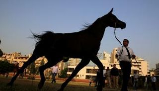 مسابقات جمال الخيل تجذب الجميع