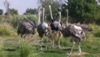 بالصور.. سفاري دبي تستقبل 14 ألف زائر خلال يومين