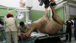 بالصور.. مستشفى  للإبل لأول مرة عربيا على أرض الإمارات