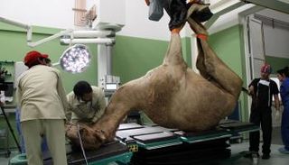 علاج الجمل في المستشفى 