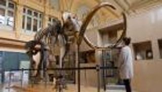 بالصور.. 548 ألف يورو ثمن هيكل فيل منقرض