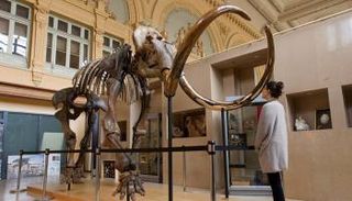 الهيكل الكامل العملاق يتجاوز ارتفاعه 3 أمتار