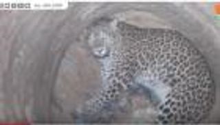  12 ساعة لإنقاذ نمر في ورطة