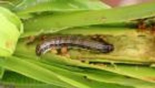 "دودة الحشد" تهدد غذاء مالاوي