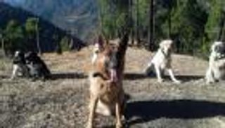 كلاب حراسة هندية بأسماء شخصيات بوليوود وهوليوود