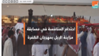 احتدام المنافسة في مسابقة مزاينة الإبل بمهرجان الظفرة التراثي