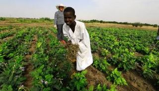 يزيل الأعشاب الضارة في مزرعة مملوكة للصين بالسودان..رويترز