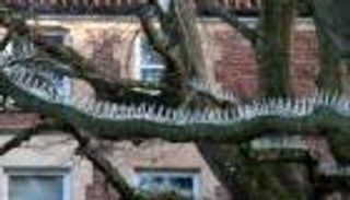 المسامير حيلة أثرياء بريطانيا لحماية سياراتهم من "فضلات الطيور"