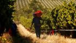 روسيا تكثّف استثماراتها في إفريقيا.. ماذا يريد بوتين؟