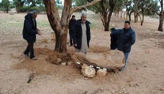 الاكتشاف الأثري بعد استخراجه