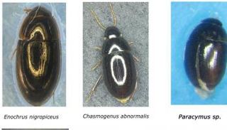 خنافس المياه