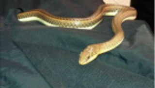 ضبط أردني بمطار القاهرة يخفي ثعبانا في جيبه