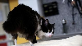 القط بووه بأقدام صناعية