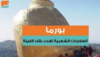 العلاجات الشعبية المنتشرة في بورما تهدد بقاء الفيلة