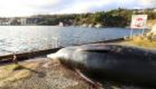 بالصور.. مقتل حوت في النرويج.. لن تصدقوا السبب