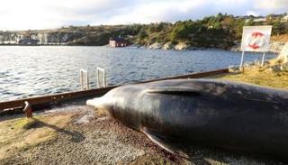 الأطباء شرحوا جثة الحوت النافق