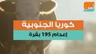 كوريا الجنوبية تعدم 195 بقرة بسبب الحمى القلاعية