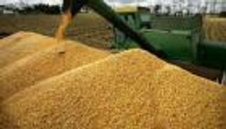 المغرب سيشتري 263 ألف طن من القمح اللين