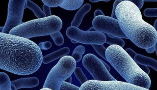 أحد أنواع البكتيريا 