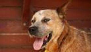 مصر.. تأجيل الحكم على "قاضي الحشيش" بسبب الكلب "هيرو"