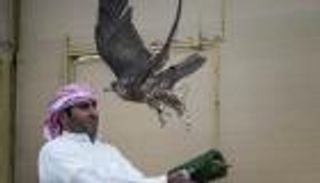 بالصور.. "غيث" يتصدر بطولة "فخر الأجيال" للصيد بالصقور في دبي