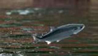 نفوق 170 ألفا من أسماك السلمون في تشيلي.. والسبب؟