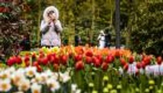 هولندا.. كبرى العلامات التجارية تتحالف ضد "الشعبوية"